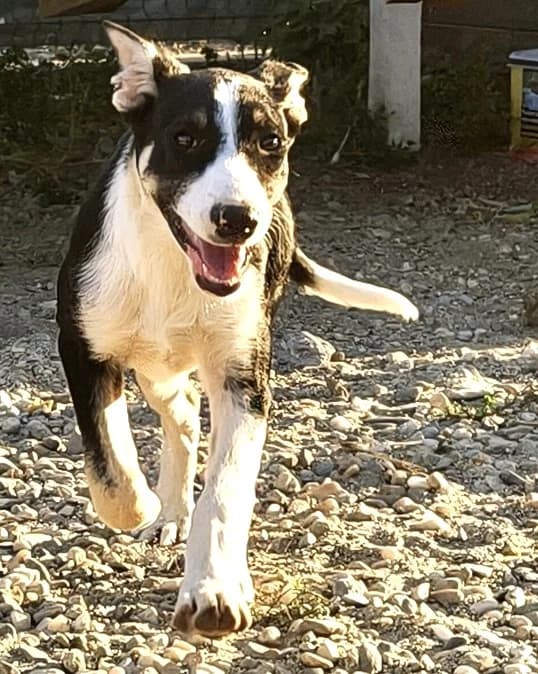 Emma4, female puppy Mixed Breed for adoption at Tierischgeholfen e.V.