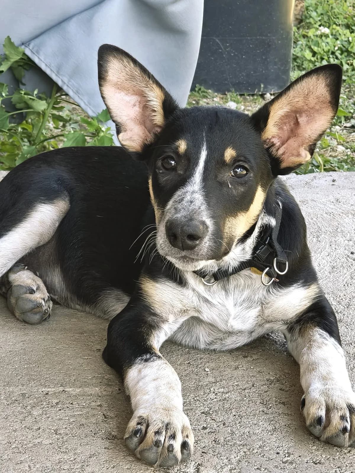 Enzo2, male puppy Mixed Breed for adoption at Tierischgeholfen e.V.