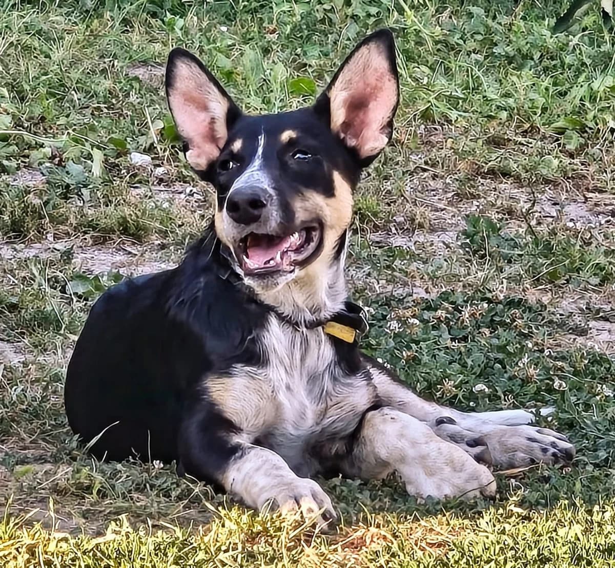 Enzo2, male puppy Mixed Breed for adoption at Tierischgeholfen e.V.
