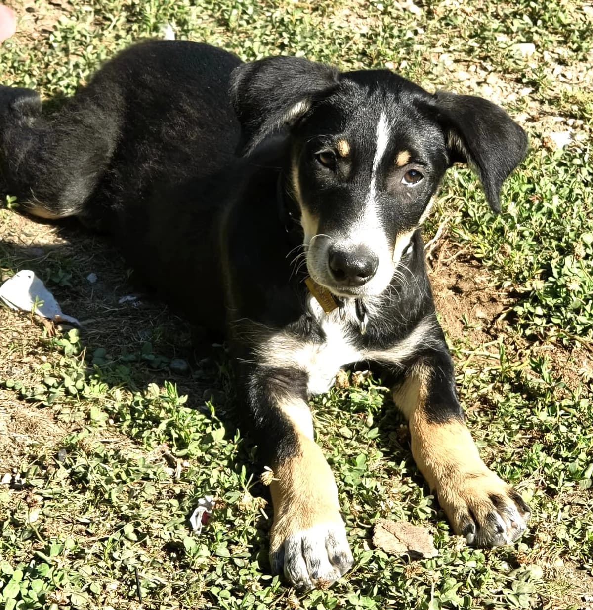Eric2, male puppy Mixed Breed for adoption at Tierischgeholfen e.V.