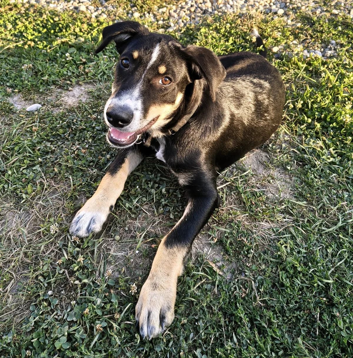 Eric2, male puppy Mixed Breed for adoption at Tierischgeholfen e.V.