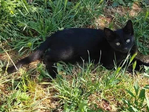 Whizz, male Mixed Breed Cat for adoption at Tierischgeholfen e.V.