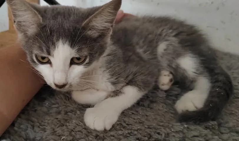 Johnny, grau male Mixed Breed Cat for adoption at Tierischgeholfen e.V.
