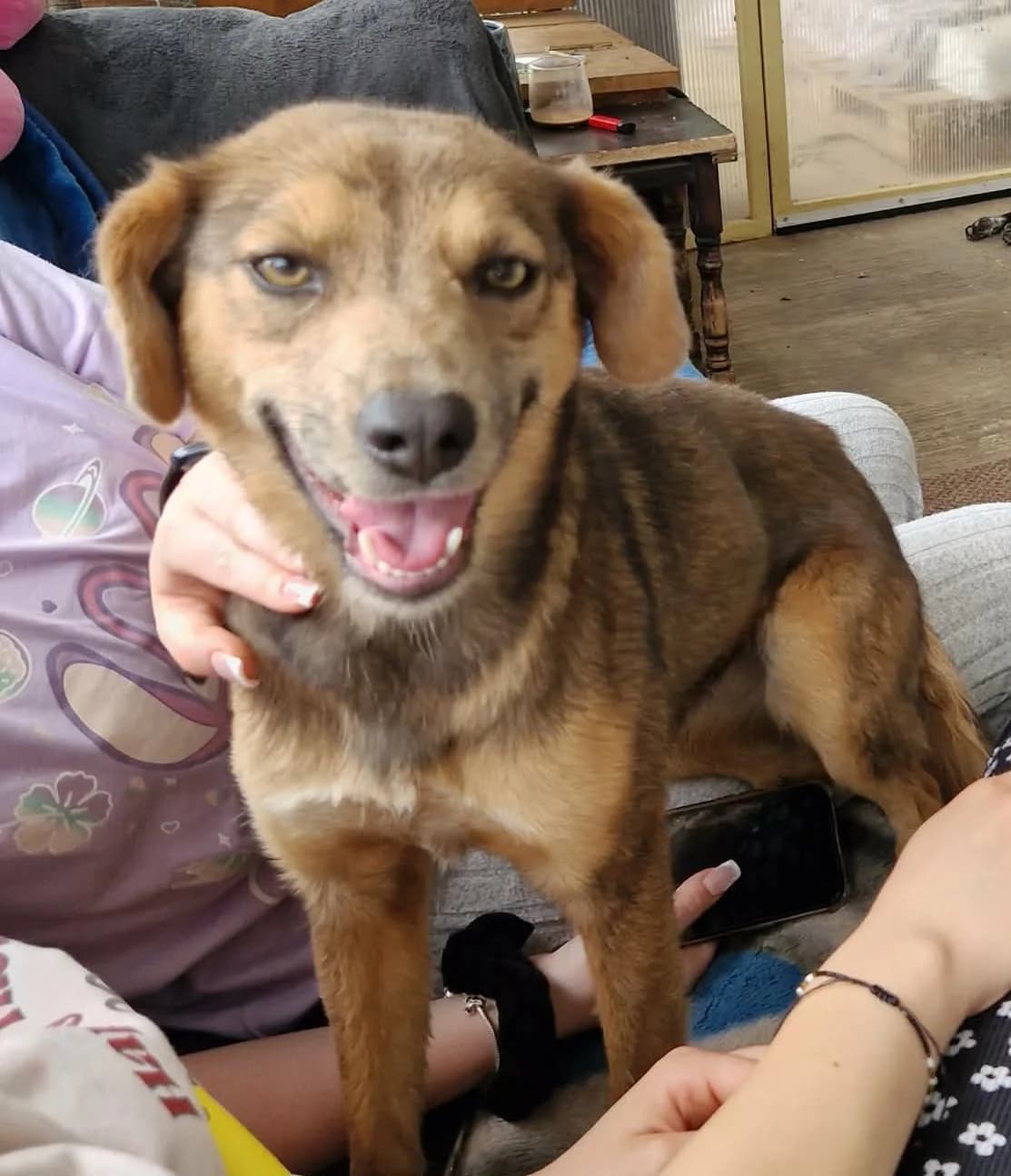 Rosi, female Mixed Breed for adoption at Tierischgeholfen e.V.