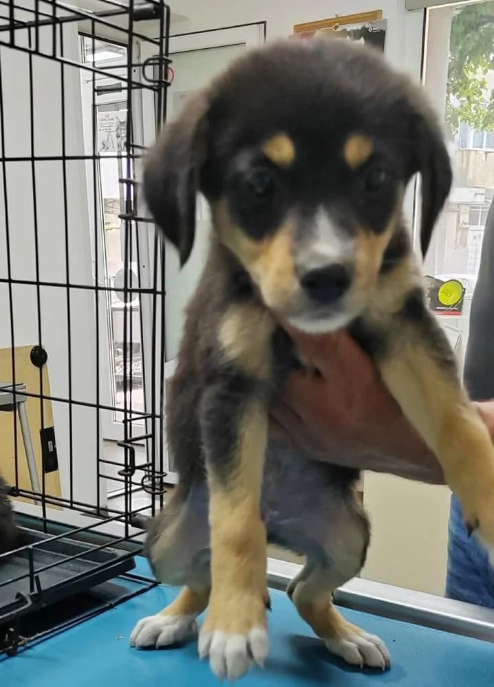 Sian, male puppy Mixed Breed for adoption at Tierischgeholfen e.V.