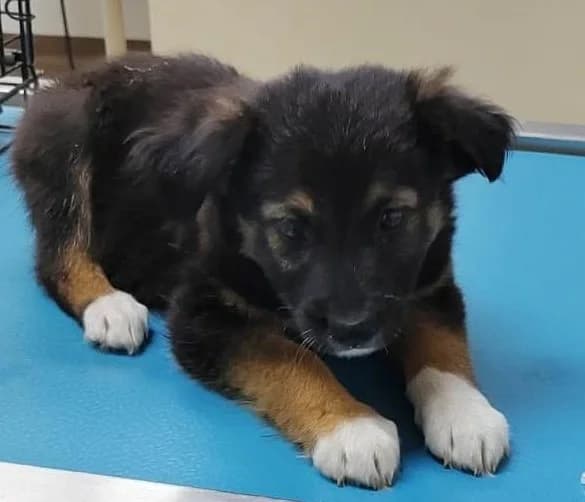Taro, male puppy Mixed Breed for adoption at Tierischgeholfen e.V.