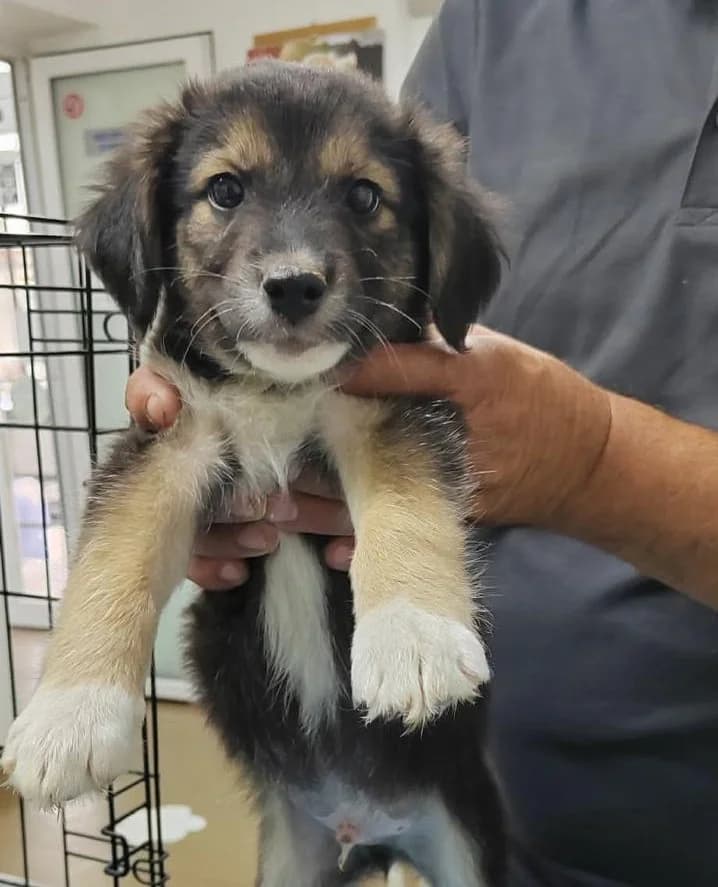 Nilo, male puppy Mixed Breed for adoption at Tierischgeholfen e.V.