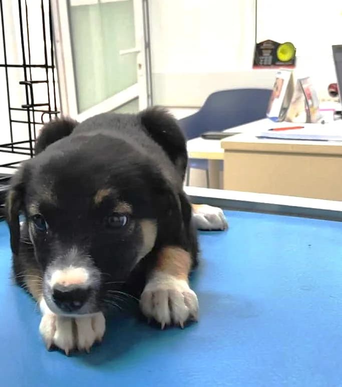 Yuna, female puppy Mixed Breed for adoption at Tierischgeholfen e.V.