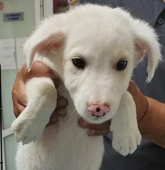 Elio, male puppy Mixed Breed for adoption at Tierischgeholfen e.V.