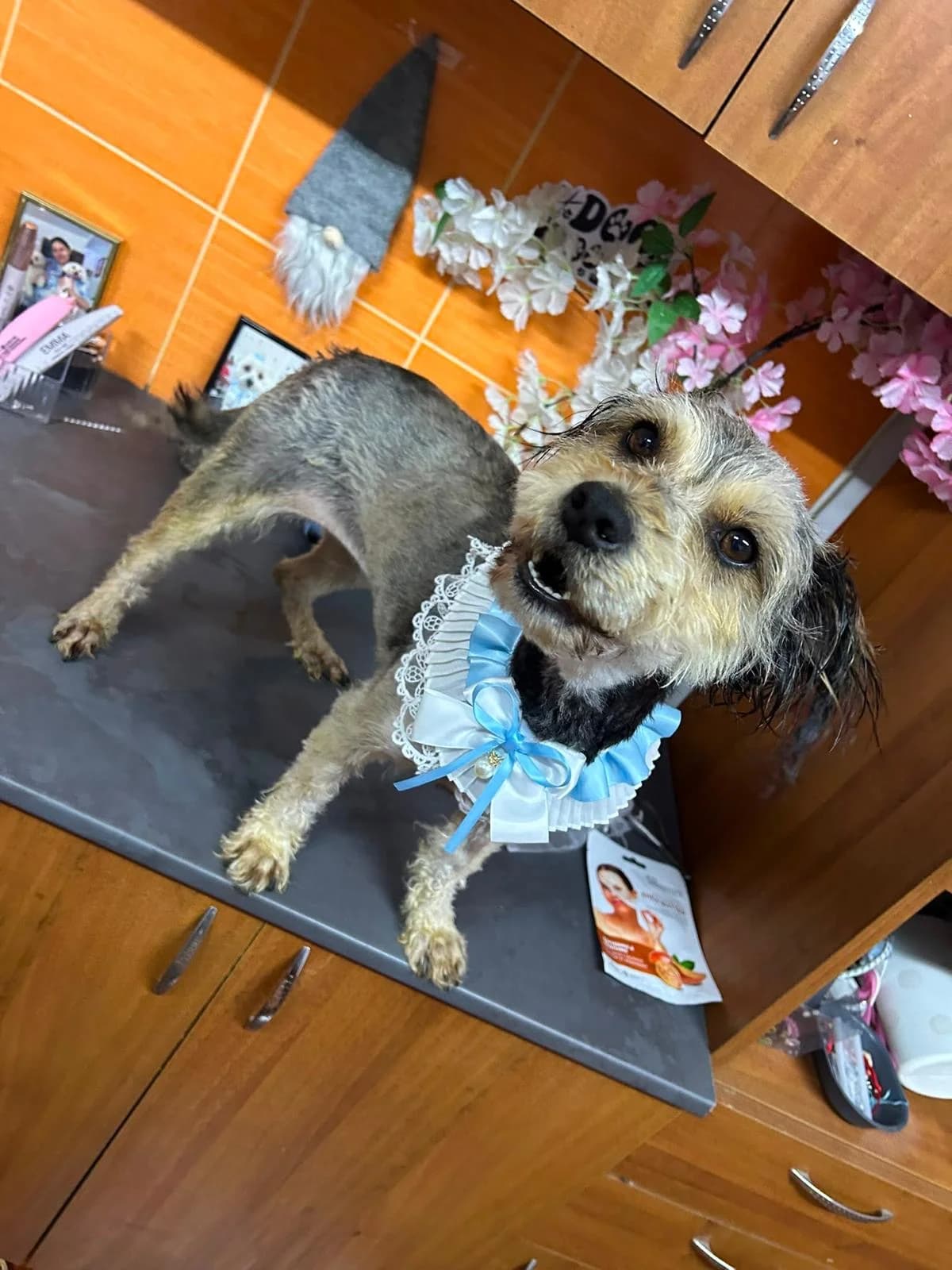 Maja, female puppy Mixed Breed for adoption at Tierischgeholfen e.V.