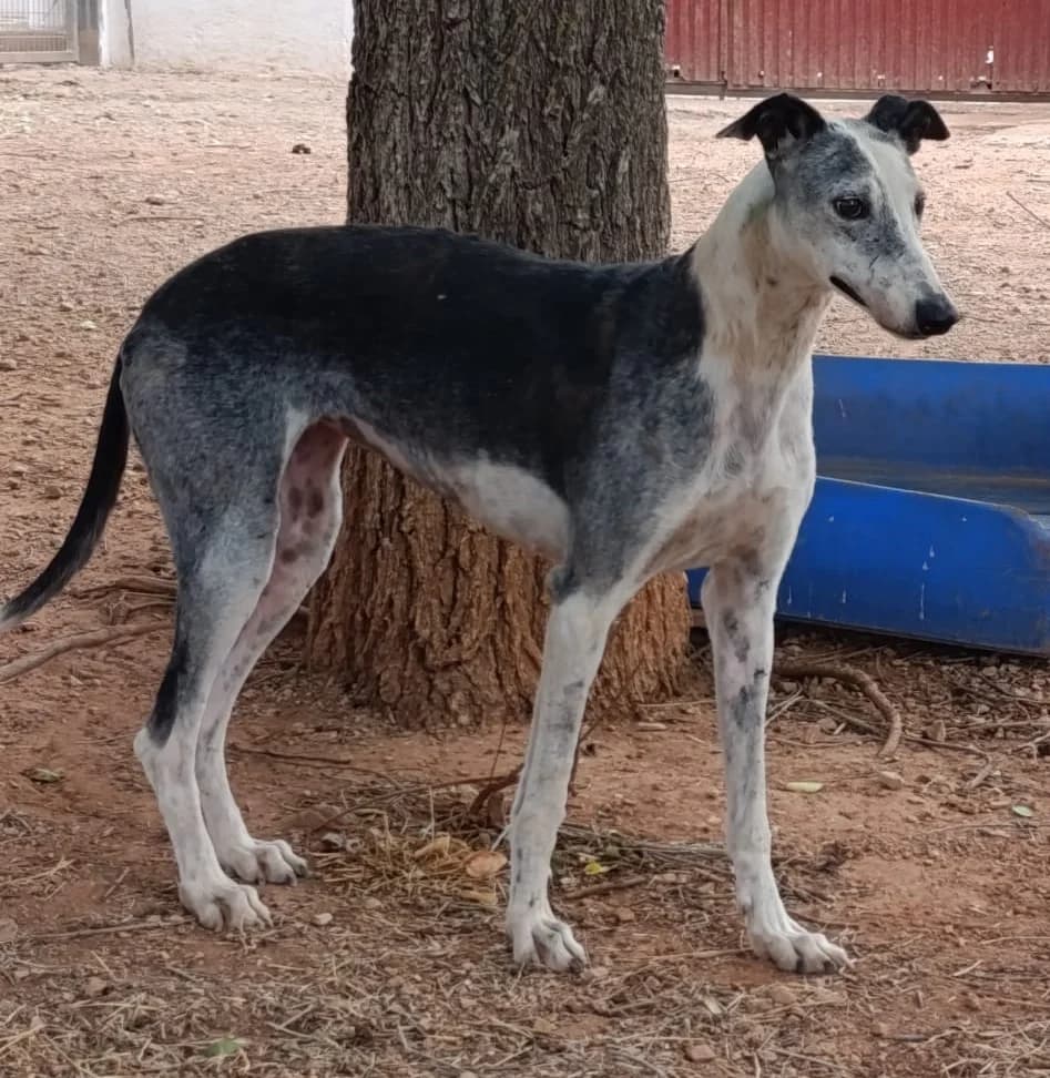 Cheni, female Greyhound for adoption at Tierischgeholfen e.V.