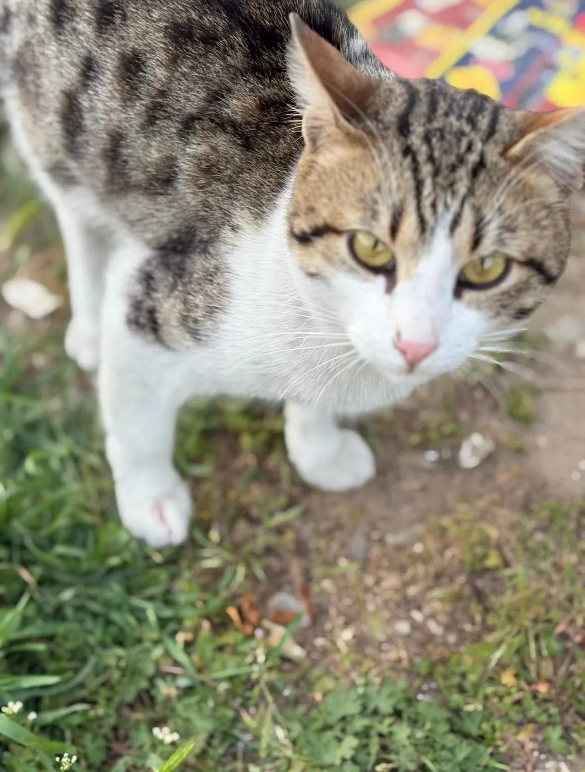Axel, male Mixed Breed Cat for adoption at Tierischgeholfen e.V.