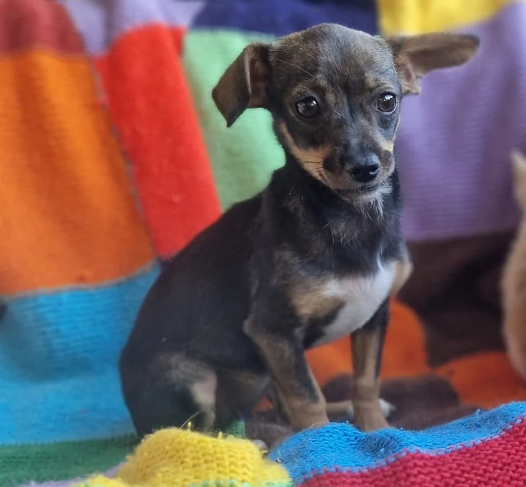 Jolie, female puppy Mixed Breed for adoption at Tierischgeholfen e.V.