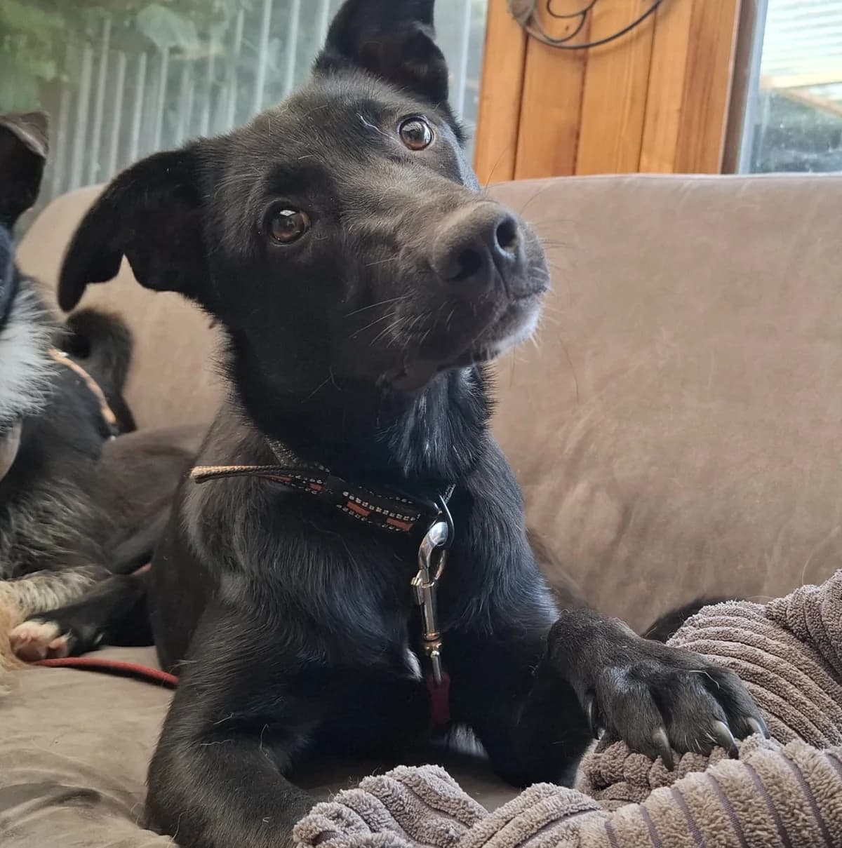 Tea, female puppy Mixed Breed for adoption at Tierischgeholfen e.V.