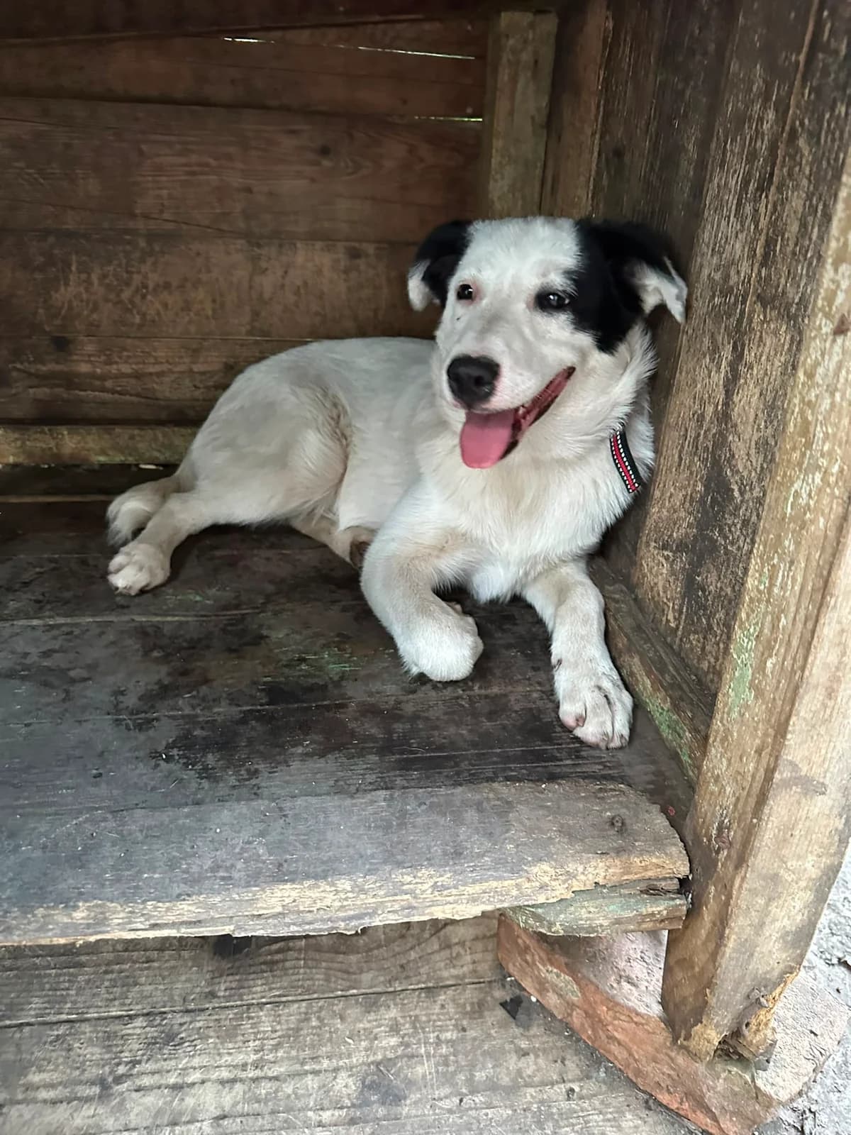 Tora, female puppy Mixed Breed for adoption at Tierischgeholfen e.V.