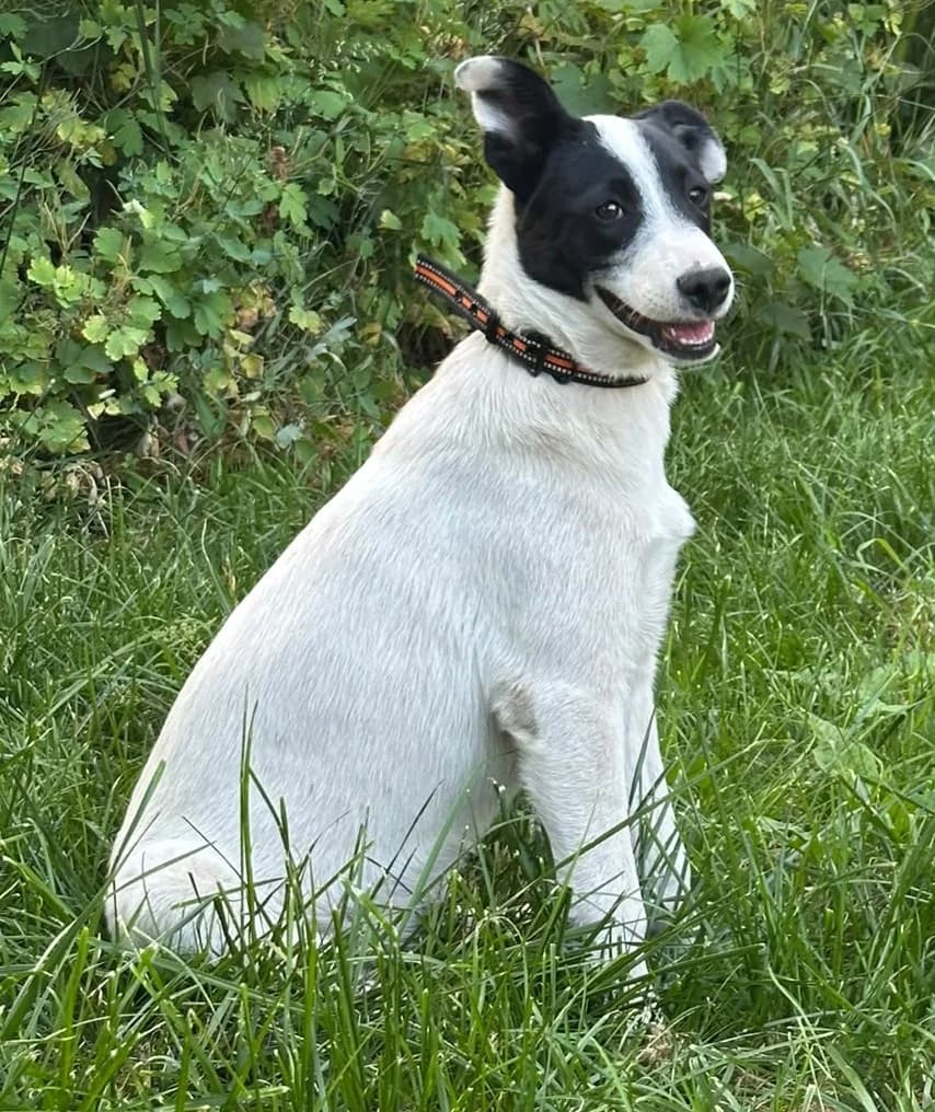 Trixie, female puppy Mixed Breed for adoption at Tierischgeholfen e.V.