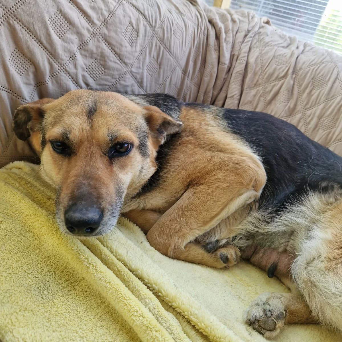Kaja, female puppy Mixed Breed for adoption at Tierischgeholfen e.V.
