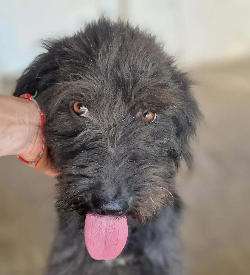 Juri, male puppy Mixed Breed for adoption at Tierischgeholfen e.V.