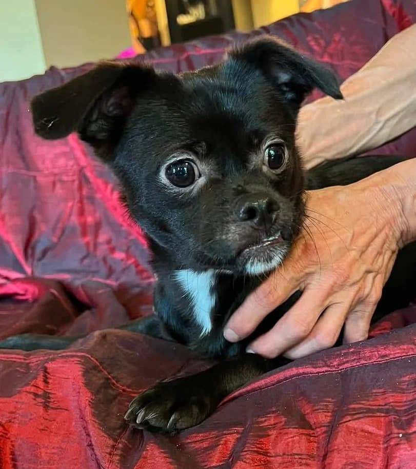 Milo2, male puppy Mixed Breed for adoption at Tierischgeholfen e.V.