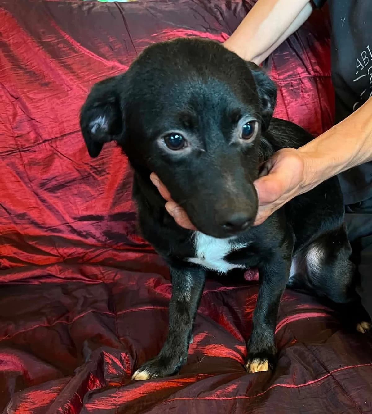 Max, male puppy Mixed Breed for adoption at Tierischgeholfen e.V.