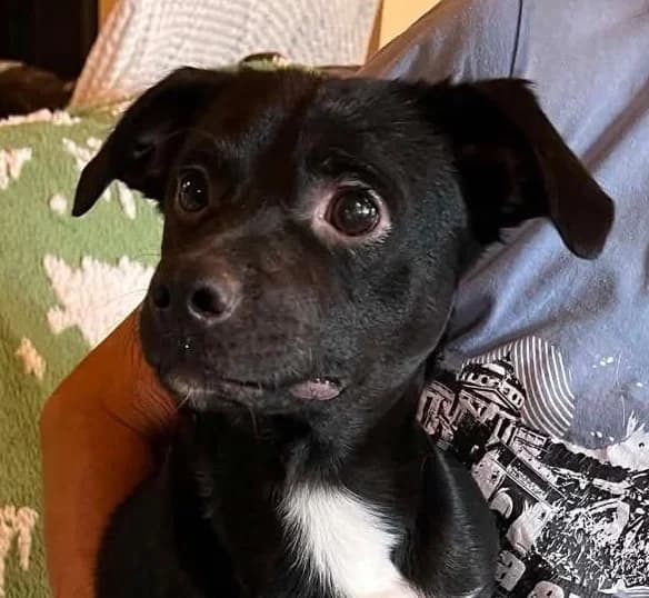 Max, male puppy Mixed Breed for adoption at Tierischgeholfen e.V.