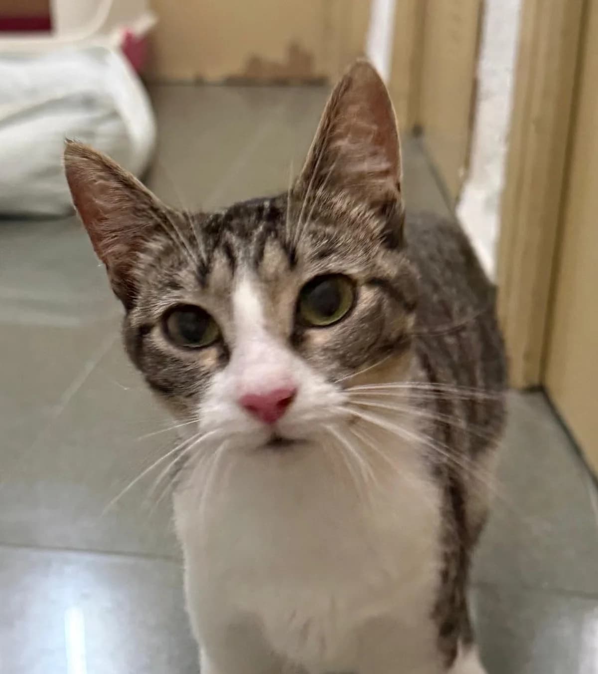 Brisa, female Mixed Breed Cat for adoption at Tierischgeholfen e.V.