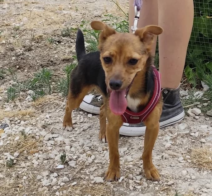Tila, female Mixed Breed for adoption at Tierischgeholfen e.V.