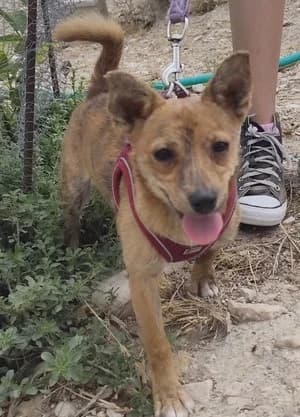 Melisa, female Mixed Breed for adoption at Tierischgeholfen e.V.