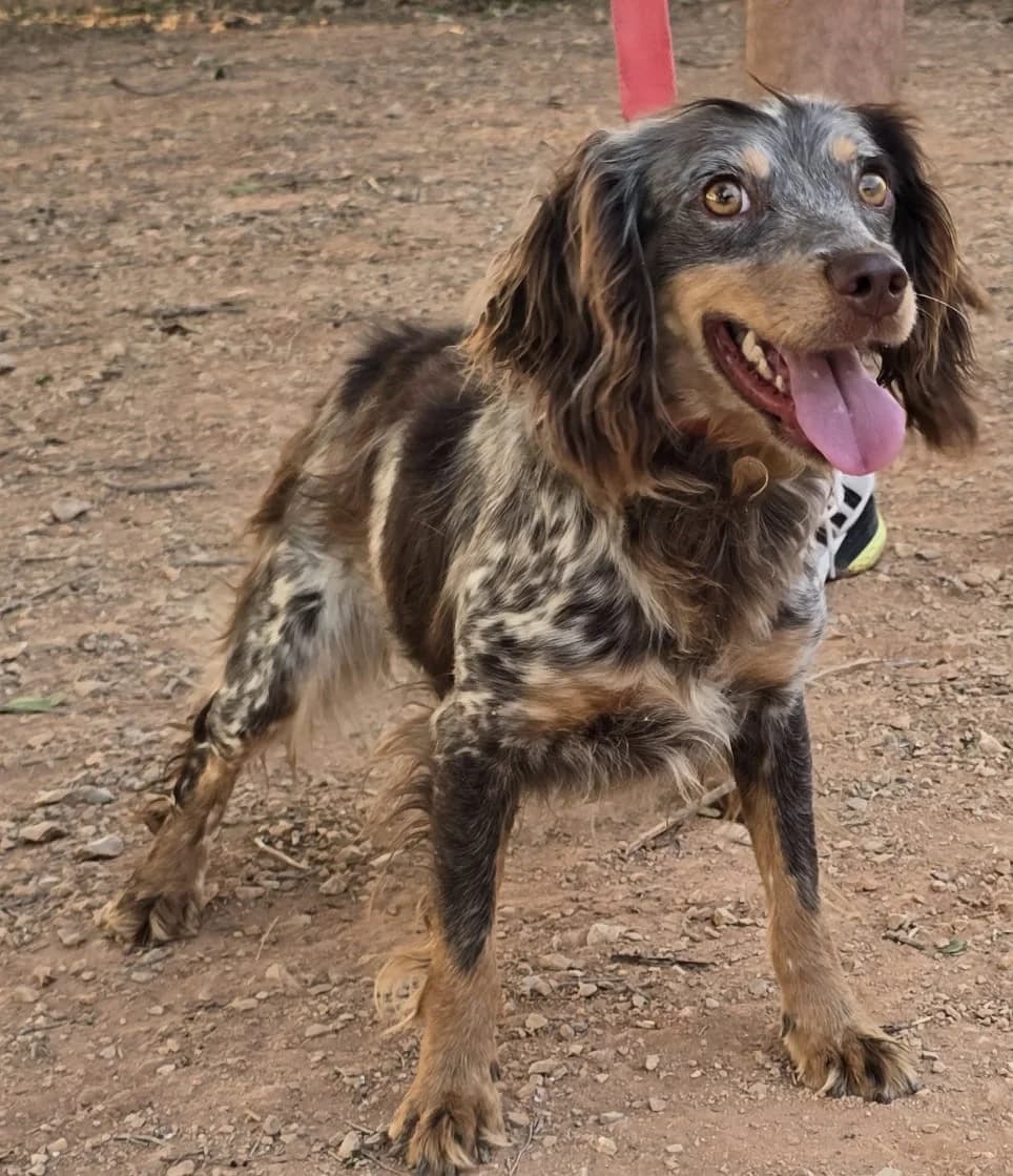 Cari, female puppy Mixed Breed for adoption at Tierischgeholfen e.V.