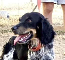 Kora, female Mixed Breed for adoption at Tierischgeholfen e.V.