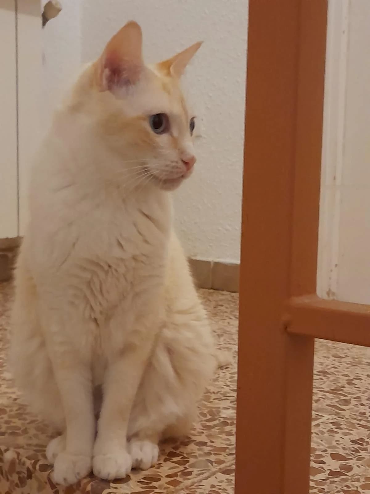 Rony, male Mixed Breed Cat for adoption at Tierischgeholfen e.V.