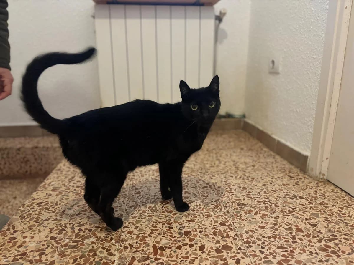 Cassio, male Mixed Breed Cat for adoption at Tierischgeholfen e.V.