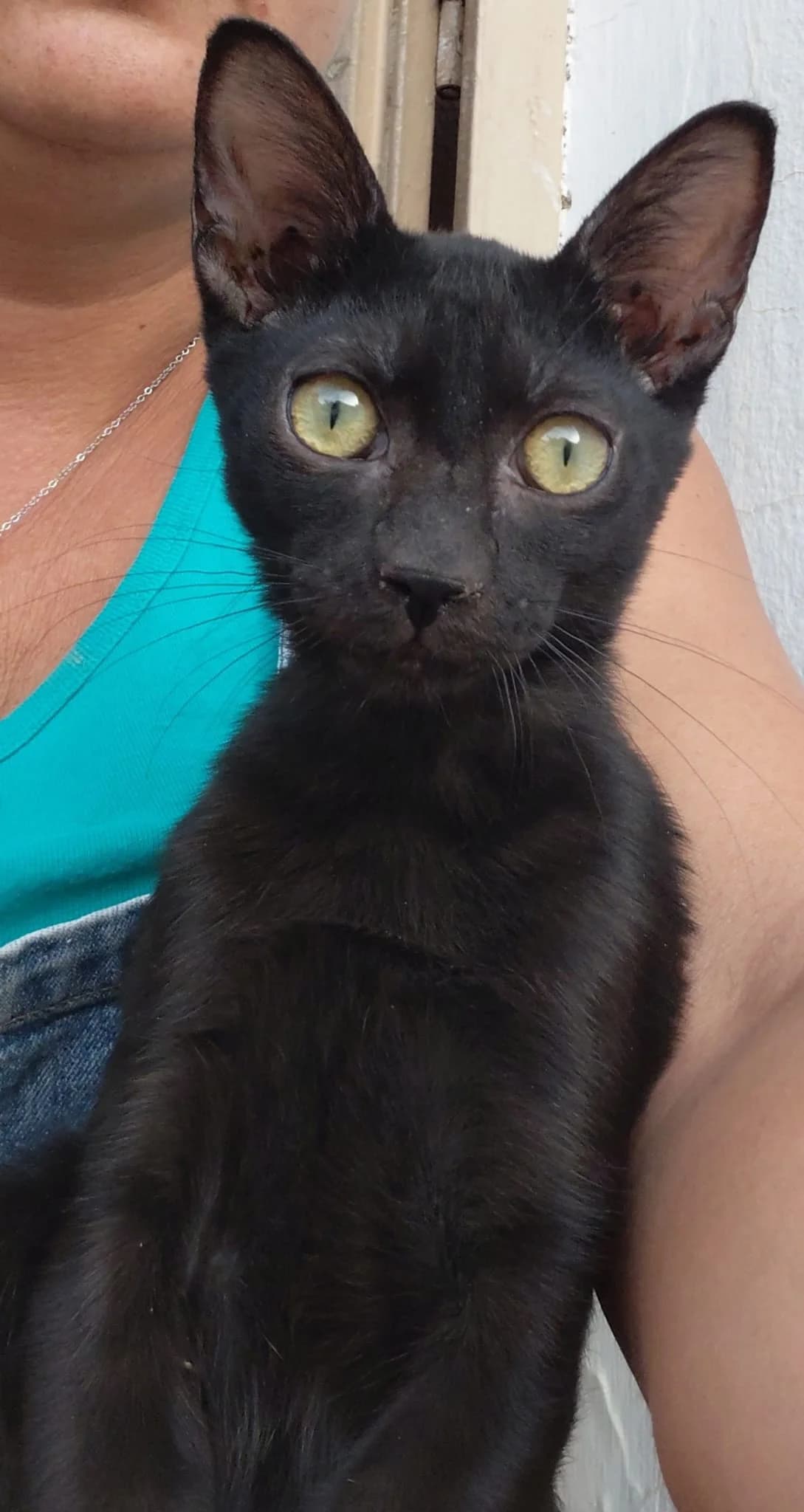 Salem, male Mixed Breed Cat for adoption at Tierischgeholfen e.V.