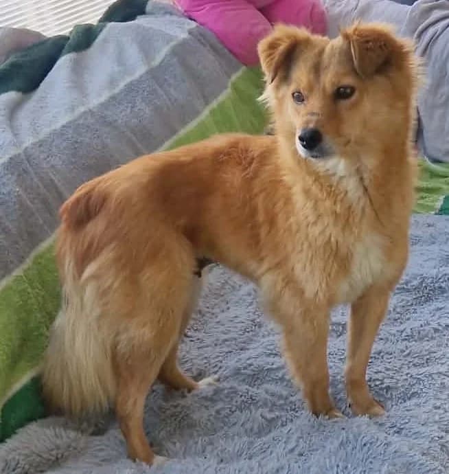 Stella2, female puppy Mixed Breed for adoption at Tierischgeholfen e.V.