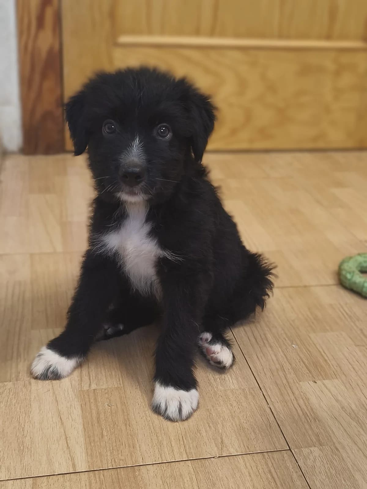 Balu, male puppy Mixed Breed for adoption at Tierischgeholfen e.V.