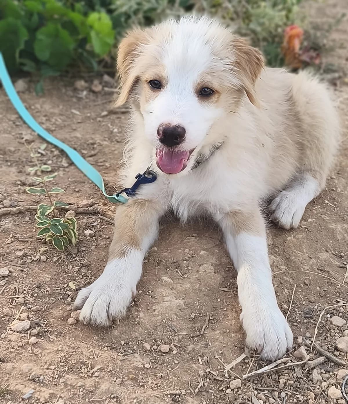 Rio2, male puppy Mixed Breed for adoption at Tierischgeholfen e.V.