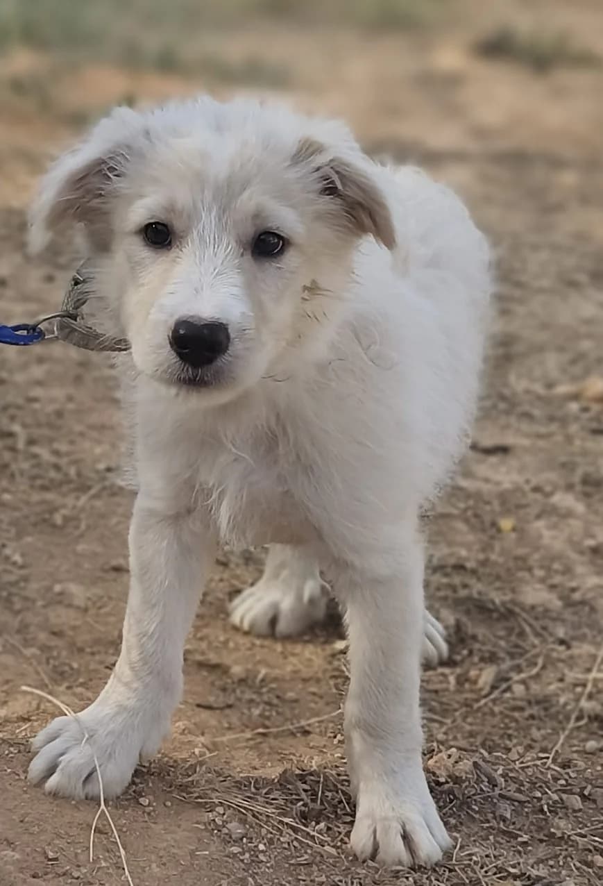 Brody, male puppy Mixed Breed for adoption at Tierischgeholfen e.V.