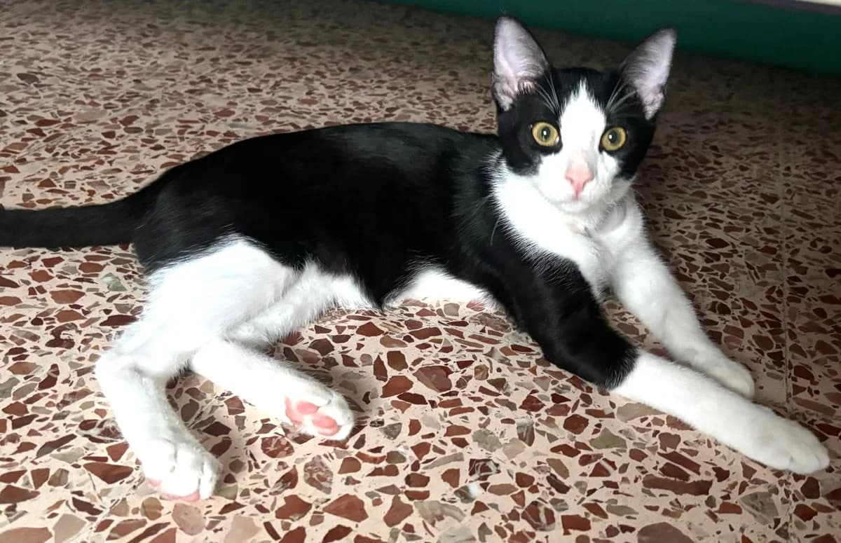 Elvis, male Mixed Breed Cat for adoption at Tierischgeholfen e.V.