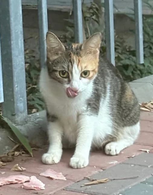Shirley Temple, female Mixed Breed Cat for adoption at Tierischgeholfen e.V.