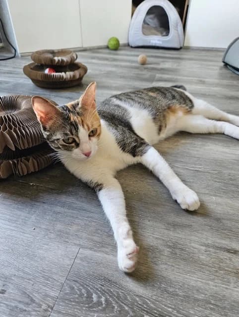 Shirley Temple, female puppy Mixed Breed Cat for adoption at Tierischgeholfen e.V.