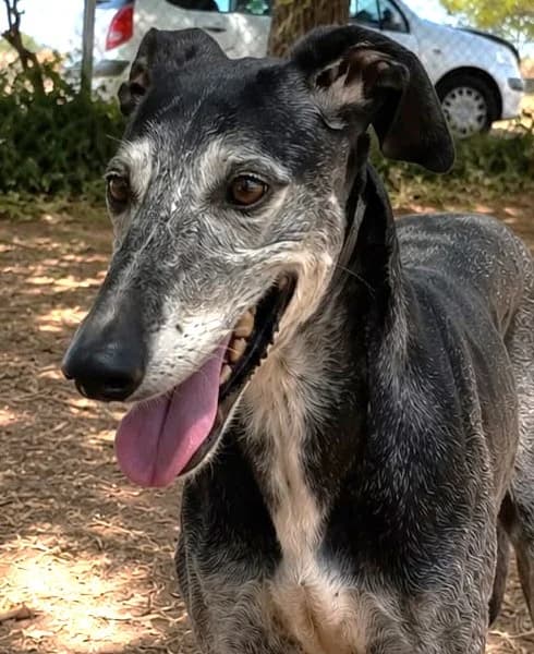 Camaron, male Greyhound for adoption at Tierischgeholfen e.V.