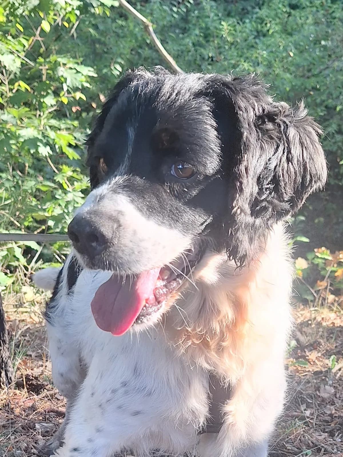 Macarron, male Mixed Breed for adoption at Tierischgeholfen e.V.