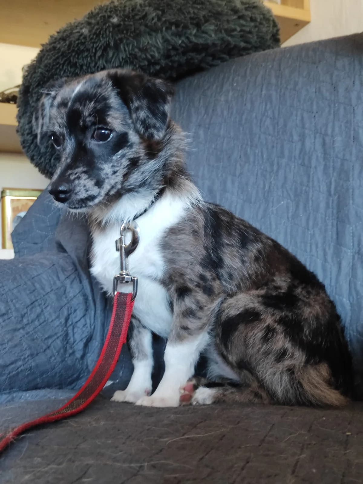 Mira, female Mixed Breed for adoption at Tierischgeholfen e.V.