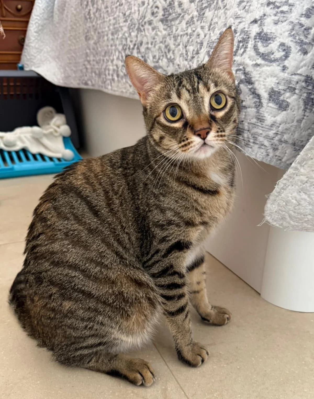 Lyu, female Mixed Breed Cat for adoption at Tierischgeholfen e.V.