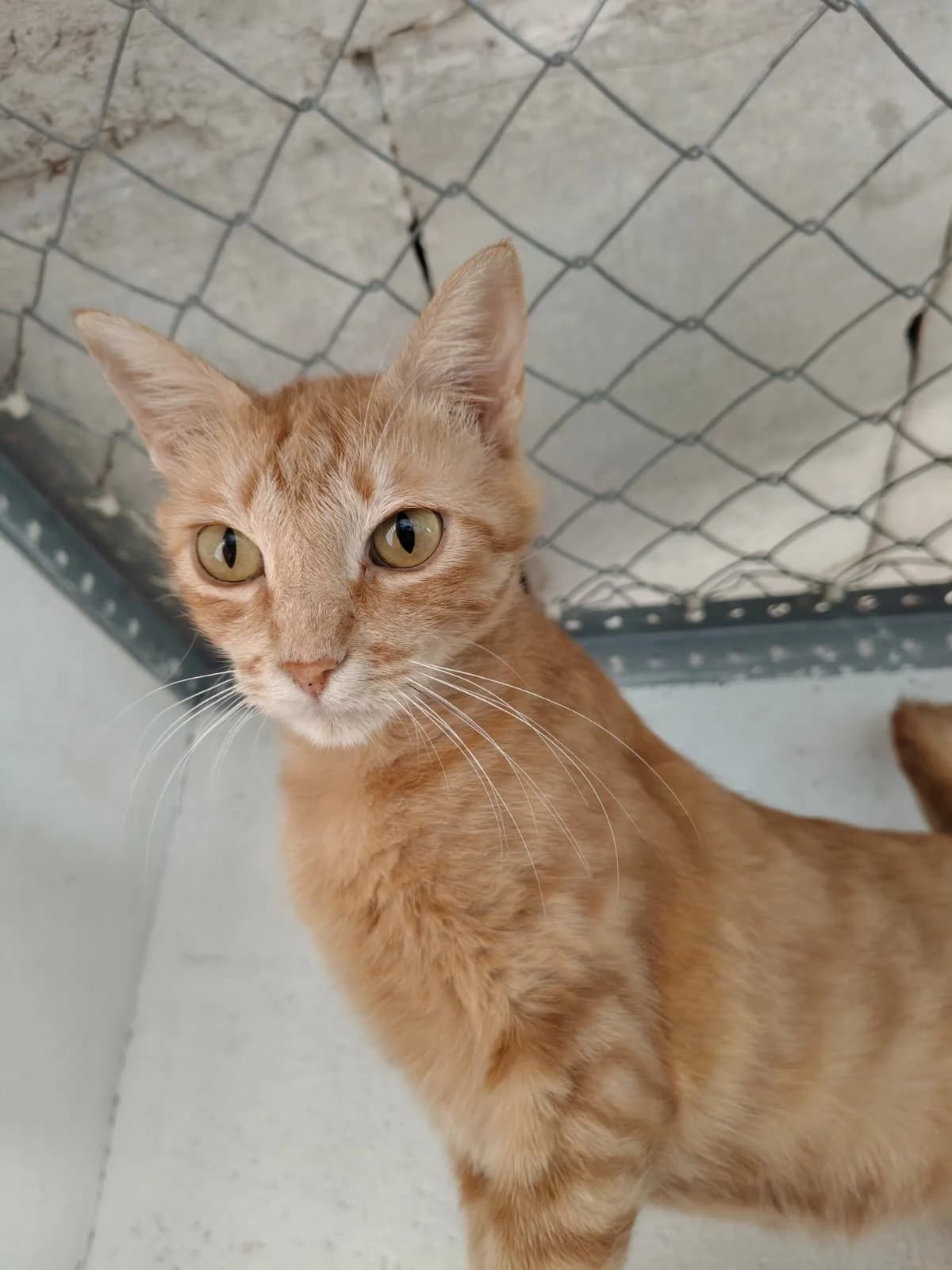 Tess, female young Mixed Breed Cat for adoption at Tierischgeholfen e.V.