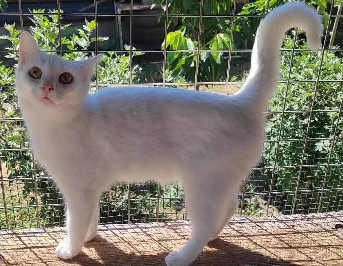 Xenia, female Mixed Breed Cat for adoption at Tierischgeholfen e.V.