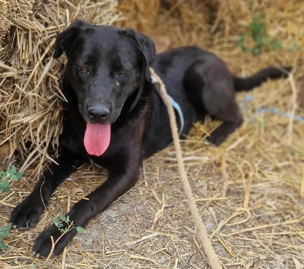 Nera, female Labrador Retriever for adoption at Tierischgeholfen e.V.