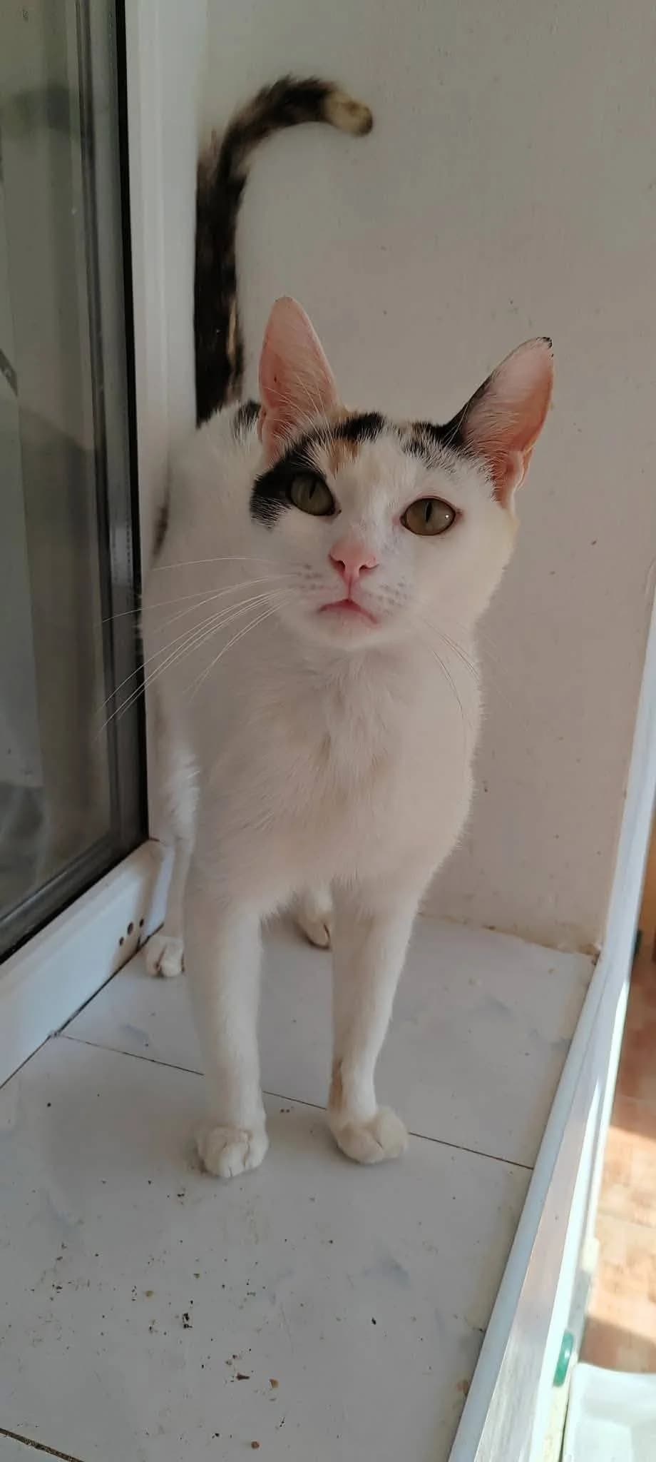 Mayla, female Mixed Breed Cat for adoption at Tierischgeholfen e.V.