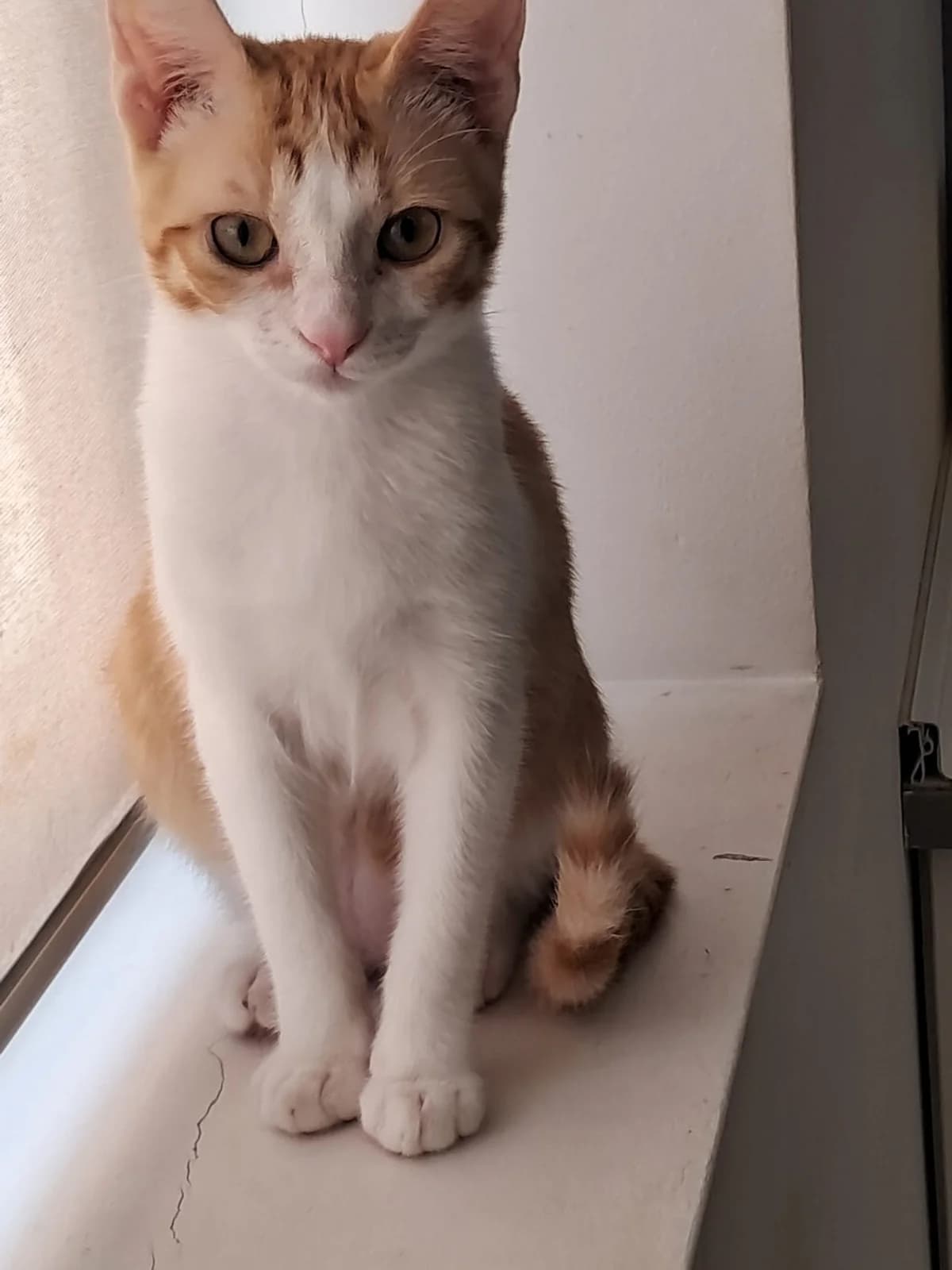 Nesi, female puppy Mixed Breed Cat for adoption at Tierischgeholfen e.V.