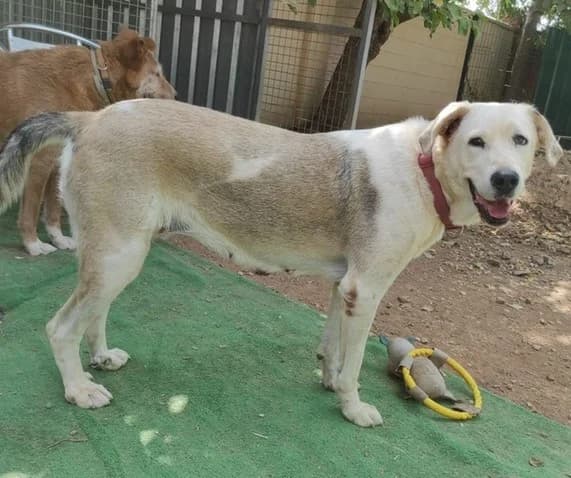 Dulce, female Mixed Breed for adoption at Tierischgeholfen e.V.